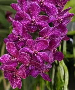 Rhynchostylis Thailand Blue Boy X Gigiantea Foxtail Blooming Size