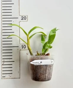 Dawn Maree Seedling - Image 2