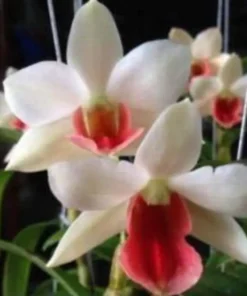 Dawn Maree Seedling