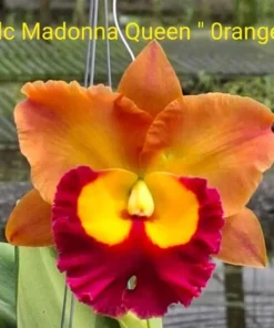 Cattleya Madonna Orange Blooming Size