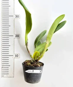 Alternative view of Cattleya Madonna Orange Blooming Size