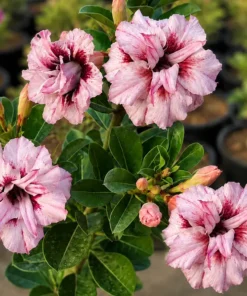 Adenium Rosabella (PPAB18)