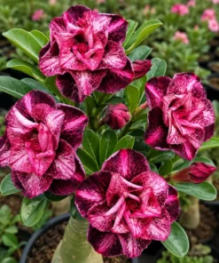 Adenium Scarlet Mirage (PPAB66)