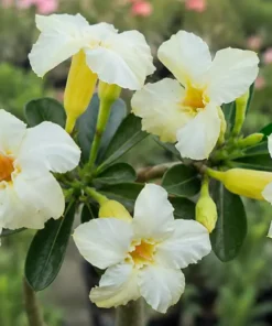 Adenium Ivory Glow (PPAC16)