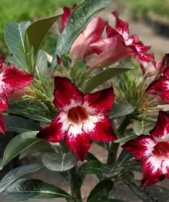 Adenium Sweet Pearl (PPAC10)