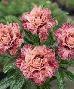 Adenium Pink Truffle (PPAL15)