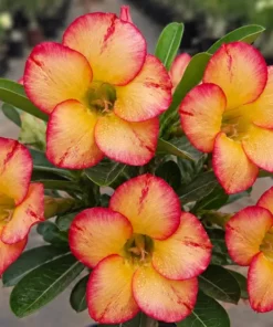 Adenium Mango Melody (PPAC26)