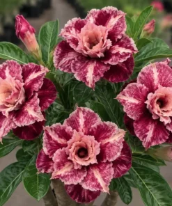 Adenium Rose Muffin (PPAB59)