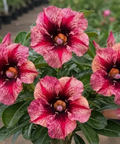 Adenium Calista (PPAB50)