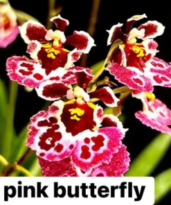 Tolumnia Pink Butterfly