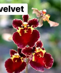 Tolumnia Red Velvet