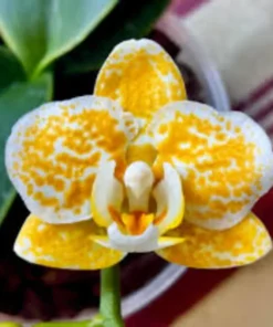Phalaenopsis Rancho Bariloche Blooming Size