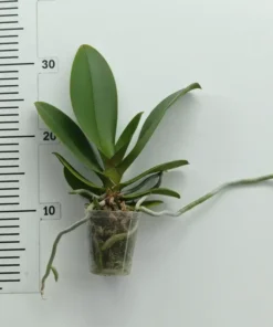 Alternative view of Phalaenopsis Honey Bambi Blooming Size