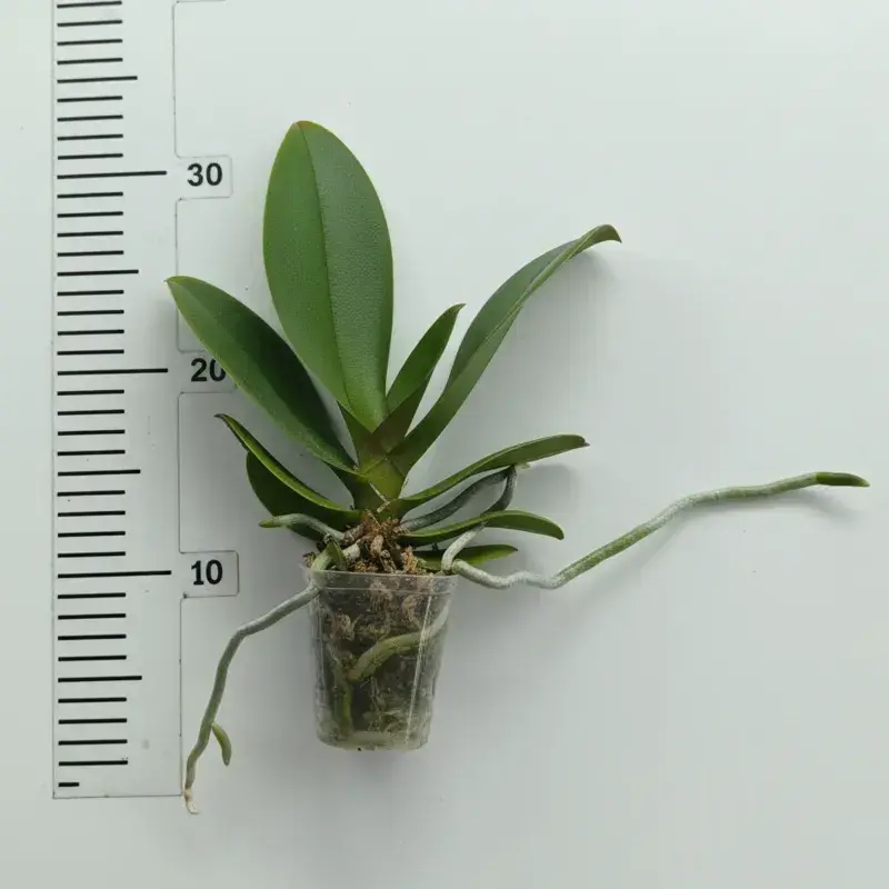 Phalaenopsis Cipher Spot Blooming Size - Image 2