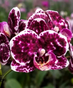Phalaenopsis Enchanted Veil Blooming Size