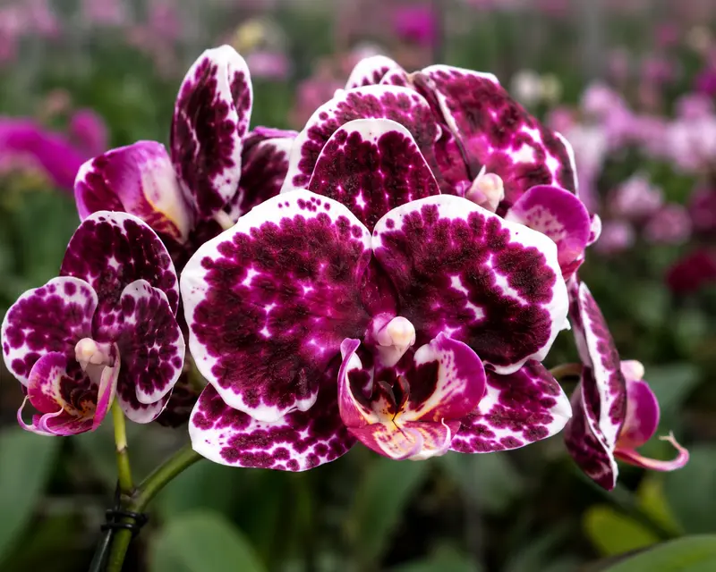 Phalaenopsis Enchanted Veil Blooming Size