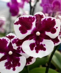 Phalaenopsis Clown Blooming Size