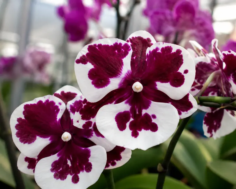 Phalaenopsis Clown Blooming Size