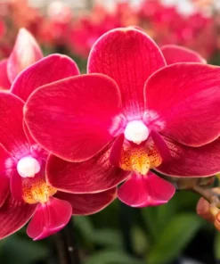 Phalaenopsis Velvet Kiss Blooming Size