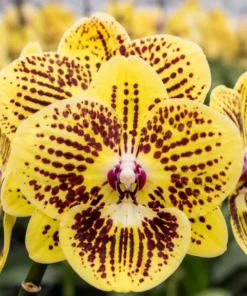 Phalaenopsis Cipher Spot Blooming Size