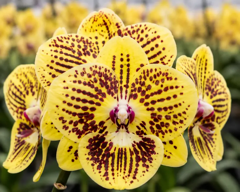 Phalaenopsis Cipher Spot Blooming Size
