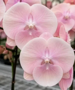 Phalaenopsis Meeting You Blooming Size