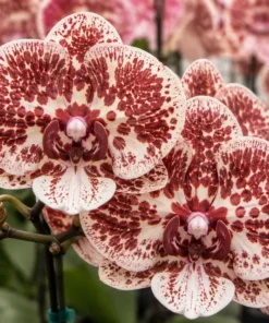 Phalaenopsis Honey Bambi Blooming Size