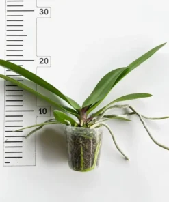 Alternative view of Phalaenopsis Leopard Queen Blooming Size