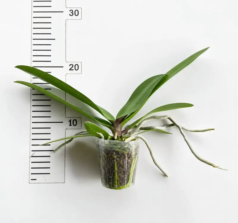 Phalaenopsis Empress Gem Blooming Size - Image 2