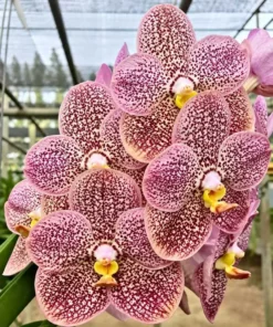 Vanda SS 125 MA Kulwadee Fragrance x Boris Seedling