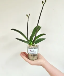 Alternative view of Matured Phalaenopsis Luna Rosa with Buds