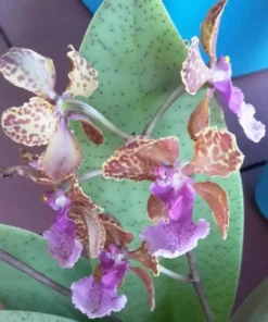 Alternative view of Oncidium Bai Pai Pink Blooming Size