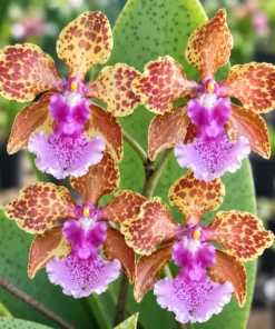 Oncidium Bai Pai Pink Blooming Size