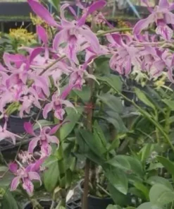 Dendrobium Ceasar Pink 27 Medium Size