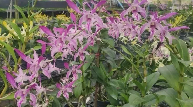 Dendrobium Ceasar Pink 27 Medium Size