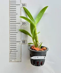 Alternative view of Dendrobium Ceasar Pink 27 Medium Size