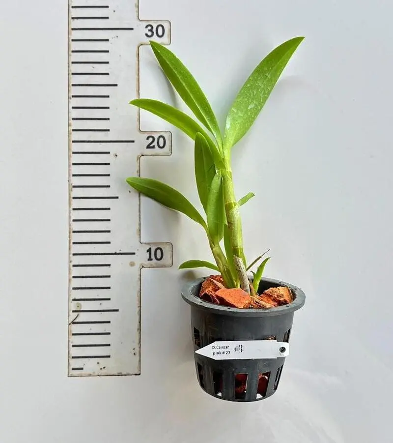 Dendrobium Ceasar Pink 27 Medium Size - Image 2