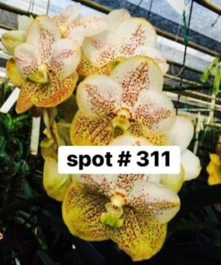 Vanda 311 White Yellow Spot Blooming Size