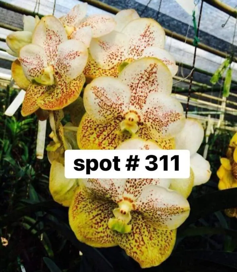 Vanda 311 White Yellow Spot Blooming Size