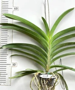 Alternative view of Vanda 311 White Yellow Spot Blooming Size