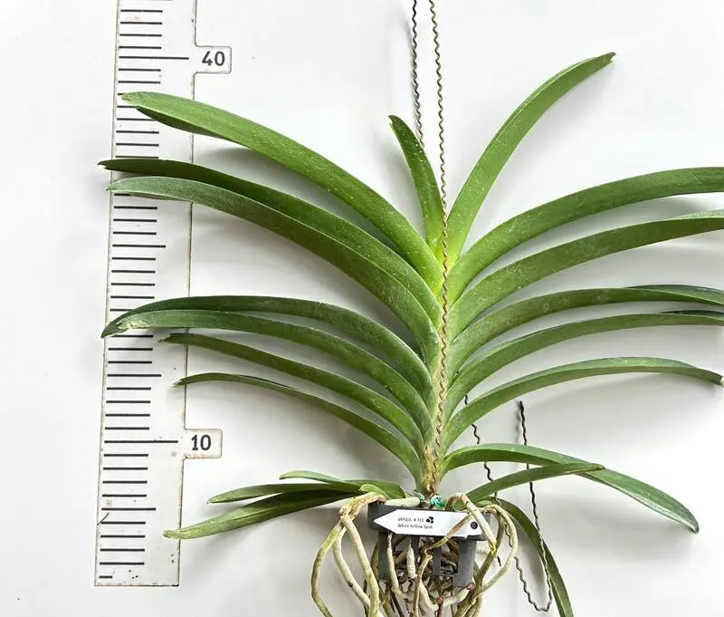 Vanda 311 White Yellow Spot Blooming Size - Image 2