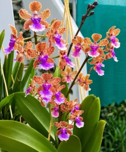 Oncidium Bai Pai Pink Blooming Size