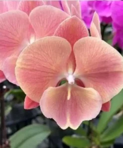 Phalaenopsis Rosaline Blooming Size