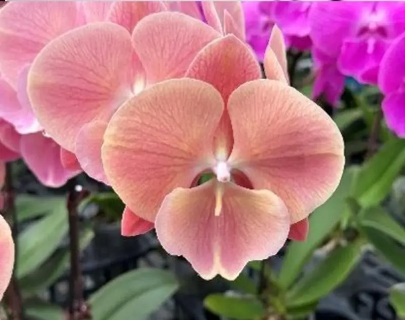 Phalaenopsis Rosaline Blooming Size