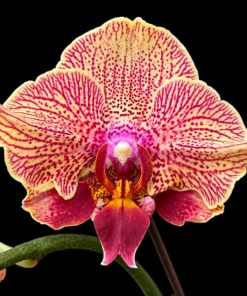 Phalaenopsis Golden Vein Blooming Size