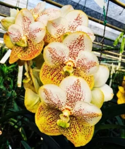 Vanda 311 White Yellow Spot Blooming Size