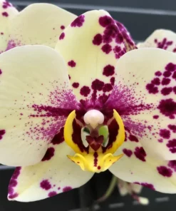 Matured Phalaenopsis Symphony with Buds