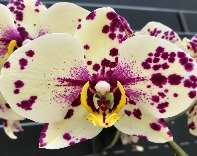 Matured Phalaenopsis Symphony with Buds