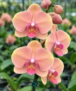 Matured Phalaenopsis King Car Orange Light with Buds