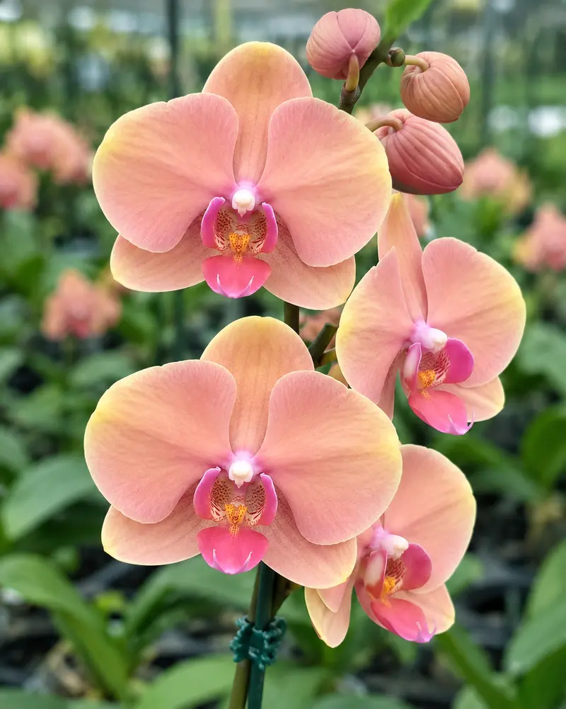 Matured Phalaenopsis King Car Orange Light with Buds